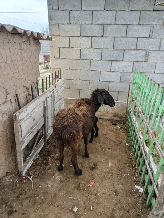 Козылы кой сатылады