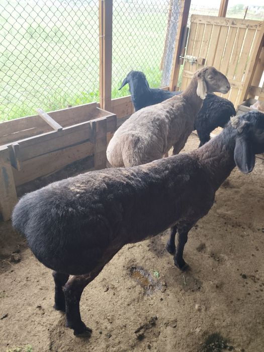 Кошкарлар 1жас 2 айлык