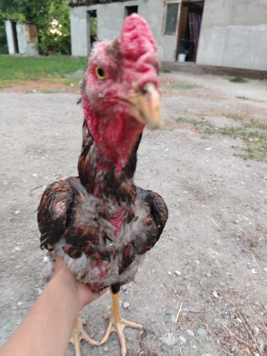 Жужа открытый не шуганный