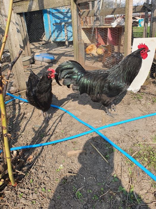 Famile găini austrolorp