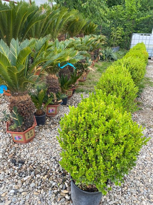 Plante exotice ,rezistente la ger