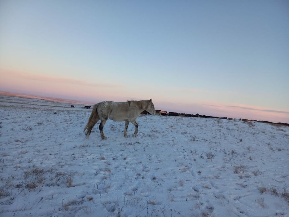 Продам большую кобылу