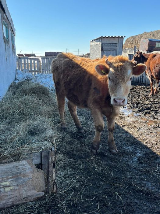 Құнажын мен бұзау сатылады