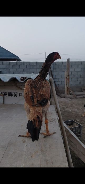 Дакан жас тауық  сатылады