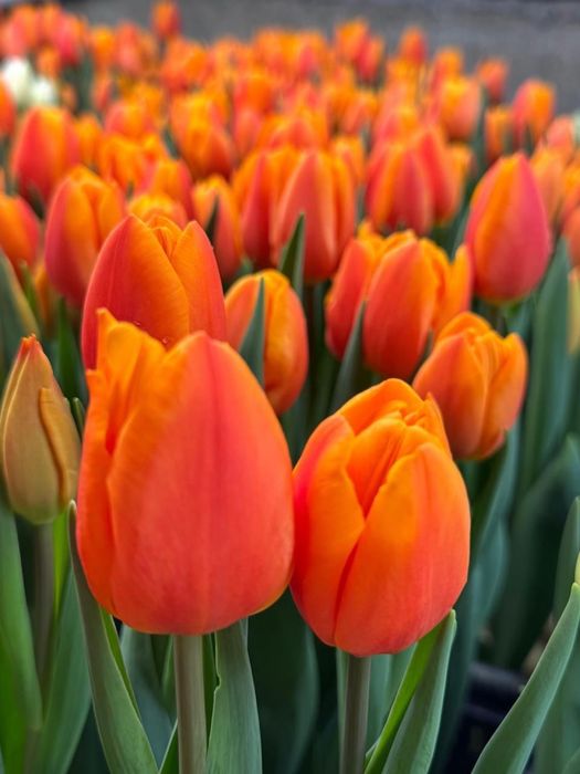 Тюльпаны 8 марта для коллег, оптом и в розницу