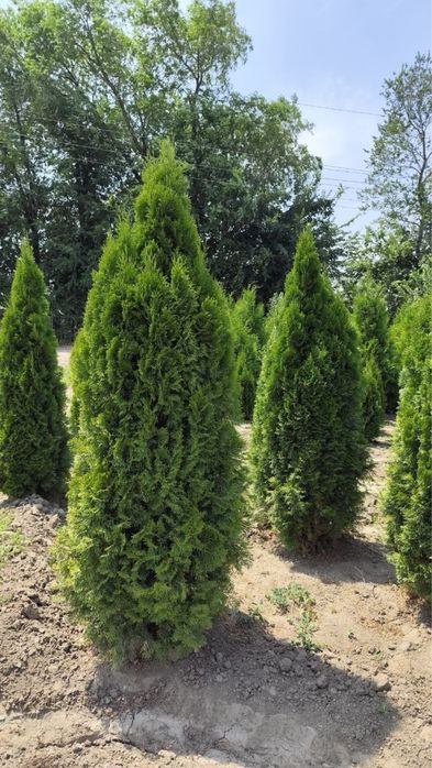 Озеленение газон ель