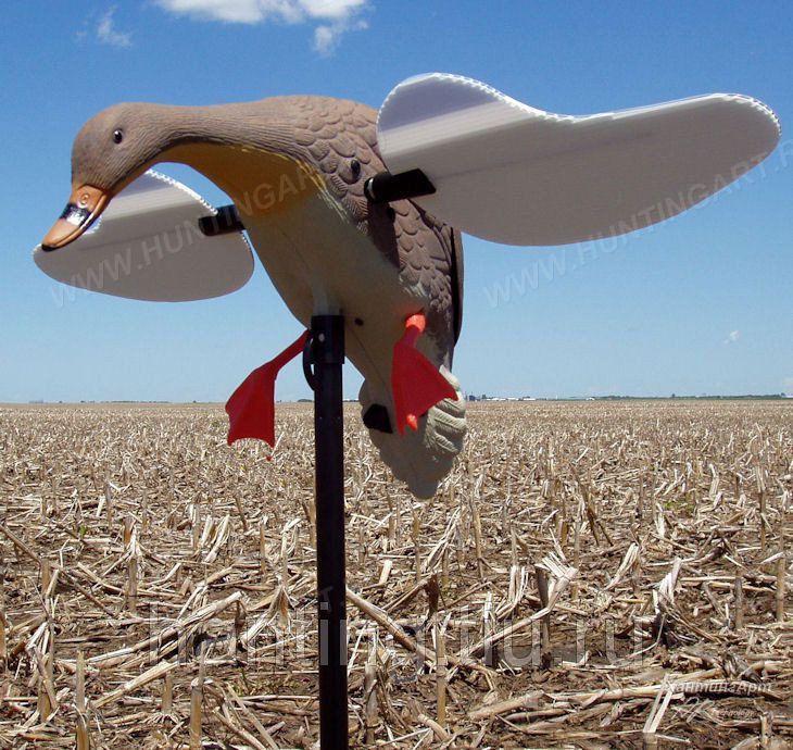 Утка подсадная (махокрыл)