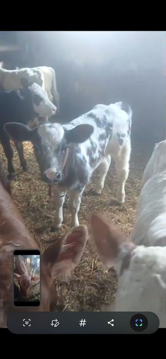 Vand Vitei intarcati si semi-intarcati