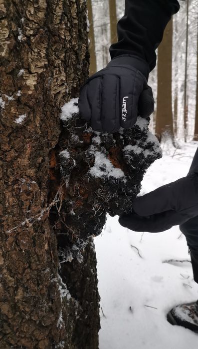Chaga - Inonotus obliquus