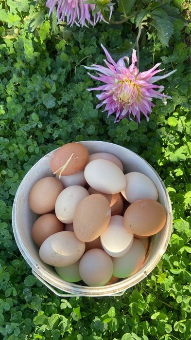Яйца домашних кур для инкубации