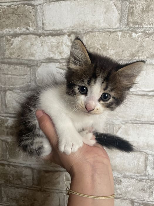 Отдам котят в хорошие руки