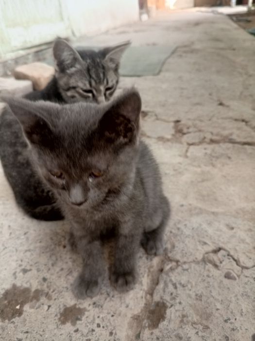Mushuni bolari bor bervoramiz