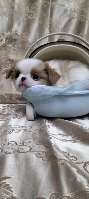 Щенки японского хина