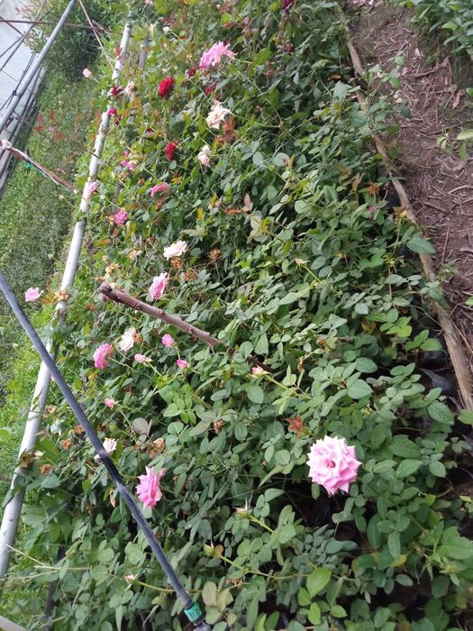 Атиргул чиринка кучатлари сотилади