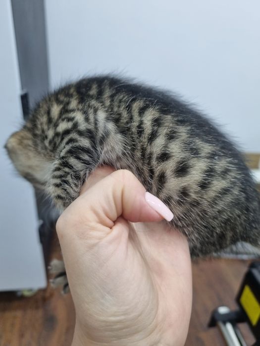 Отдам котят бесплатно в хорошие руки.