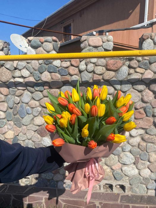 Тюльпаны оптом АСТАНА из теплицы