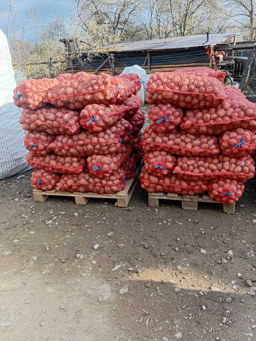 Vand cartof consum Bellaroza