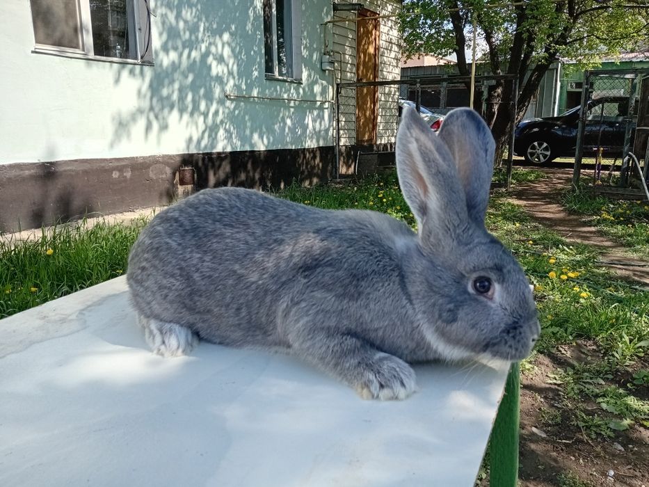Продам кроликов породы НПВ (Строкач)