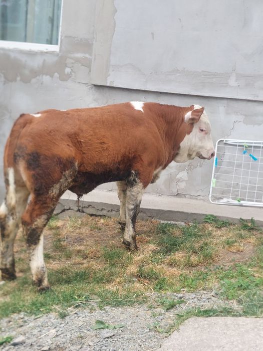 Vand vițel de 10 săptămâni
