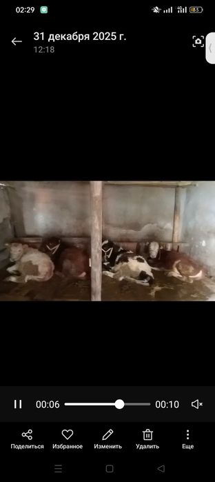 Телята тёлки продам