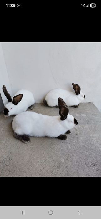 Urias de Transilvania