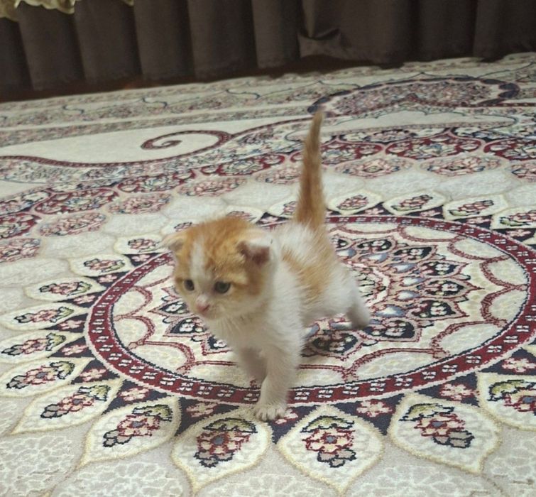 Mushukcha sotiladi. Skotish folda va strayd