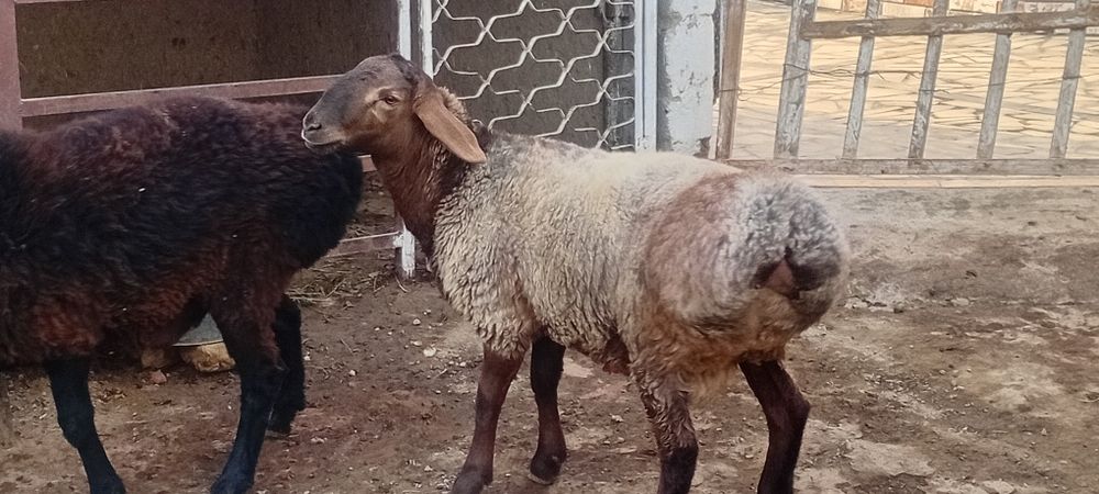 Кучкорлар сотилади