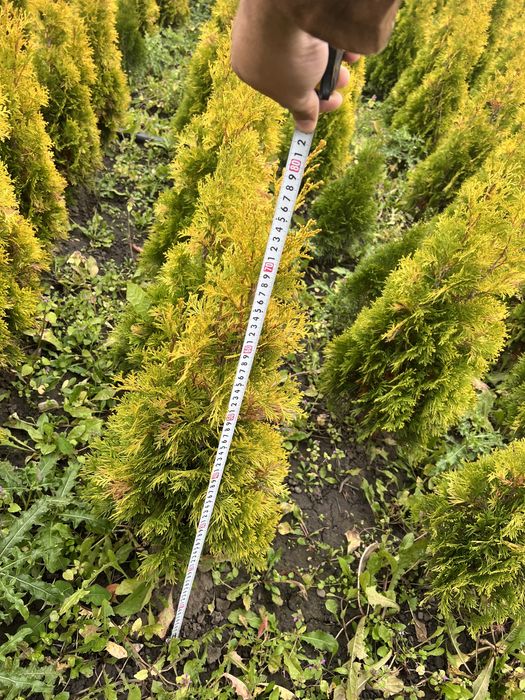 Tuia Gold Smarald 80 cm , 100 cm