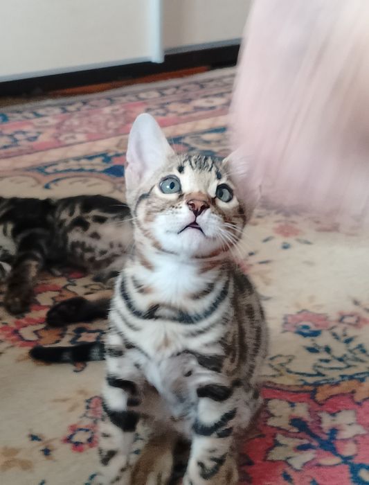 Котята бенгальские