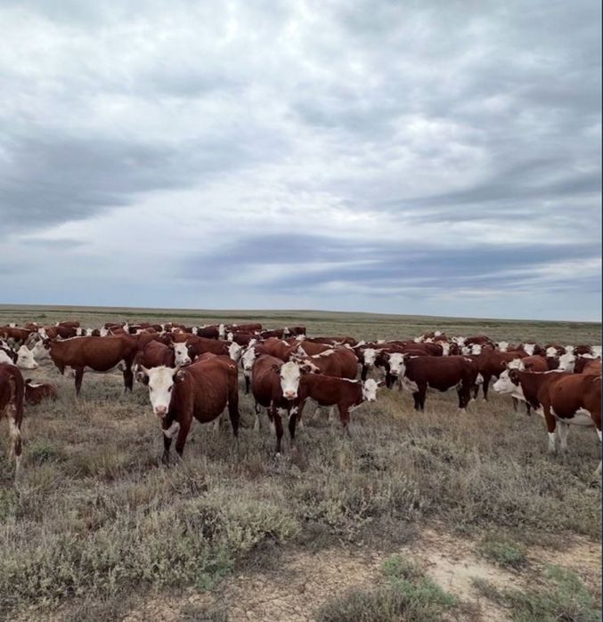 Соғым сатылады согым мясо