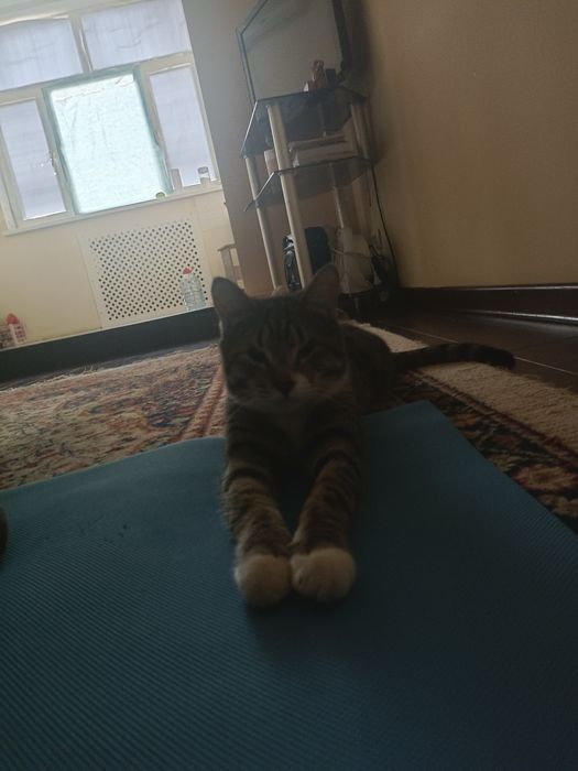 Отдам кота хорошие руки