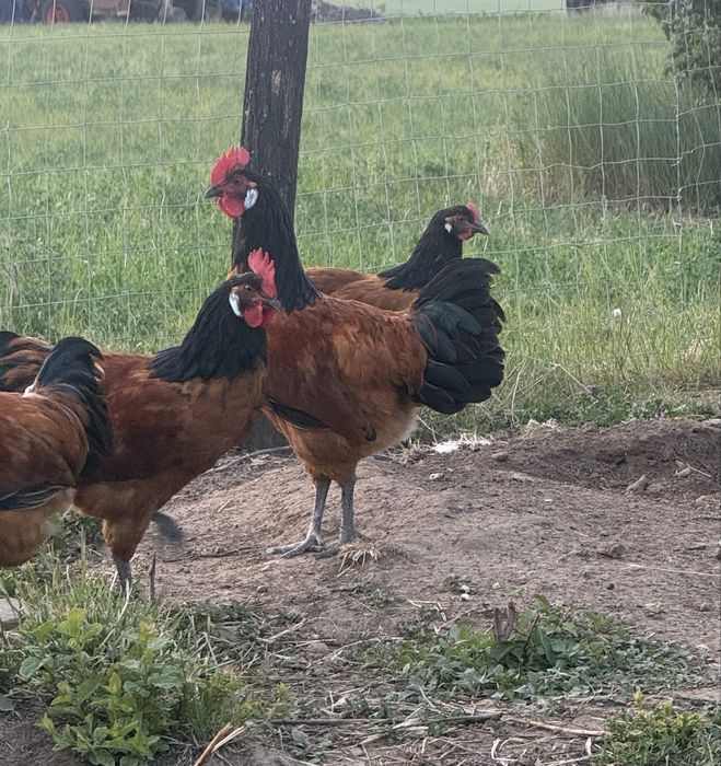 Cocosi Vorwerk in varsta de 5 luni