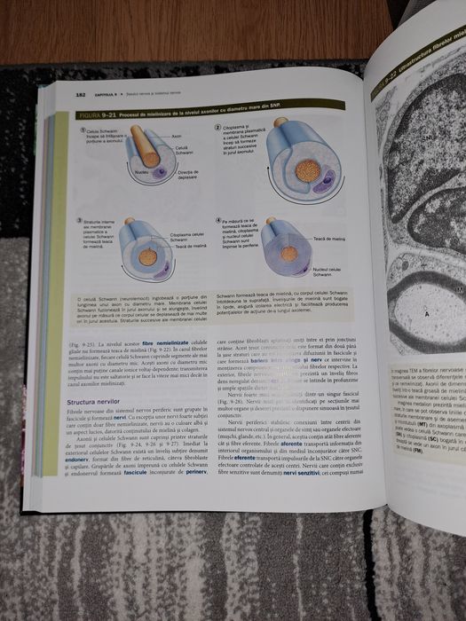 Junqueira editia 13 , noua