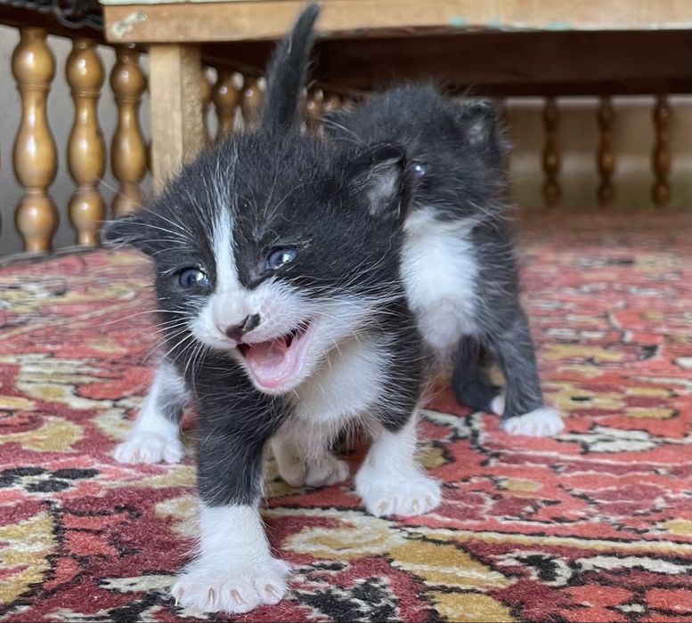 Отдам котят в хорошие руки !!!