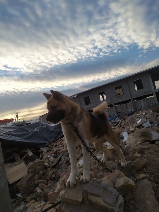 Apcarki it zoti tozza