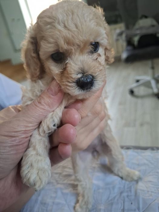 Продается той пудели