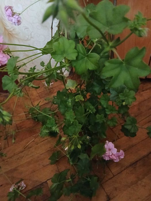 Продавам сакъзче/английско мушкато