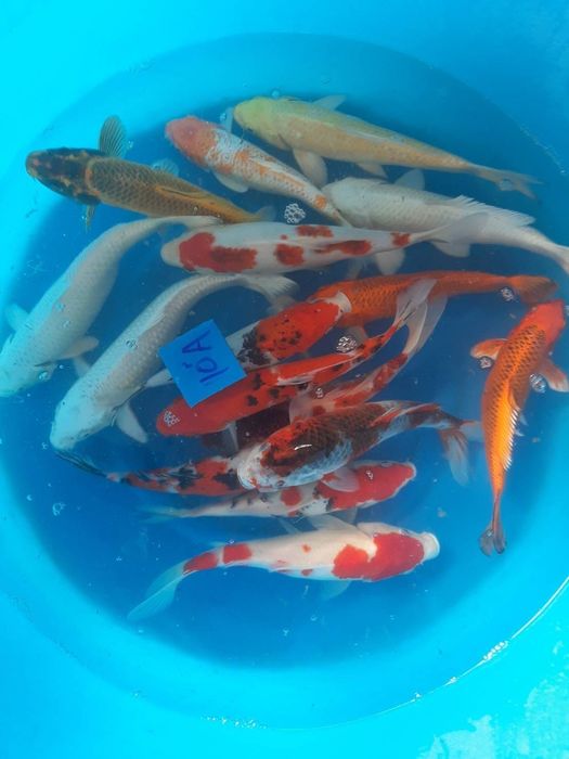 Koi karp yaponskiy