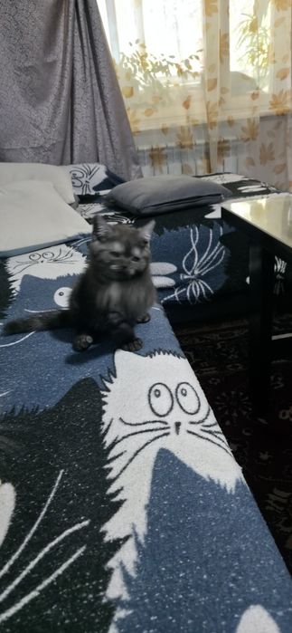 Британские котята,  клубные,  готовы  резерву!
