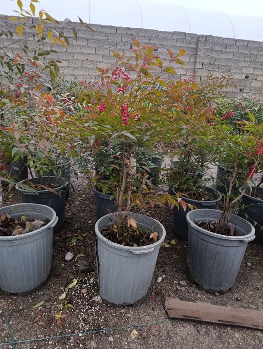 Манзарали ва мевали дарахт кучатларимиз сотувда оладиганлар тел