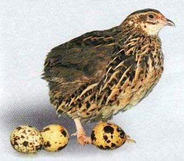 Бедана макиёнларига заказ оламиз bedona перепелка