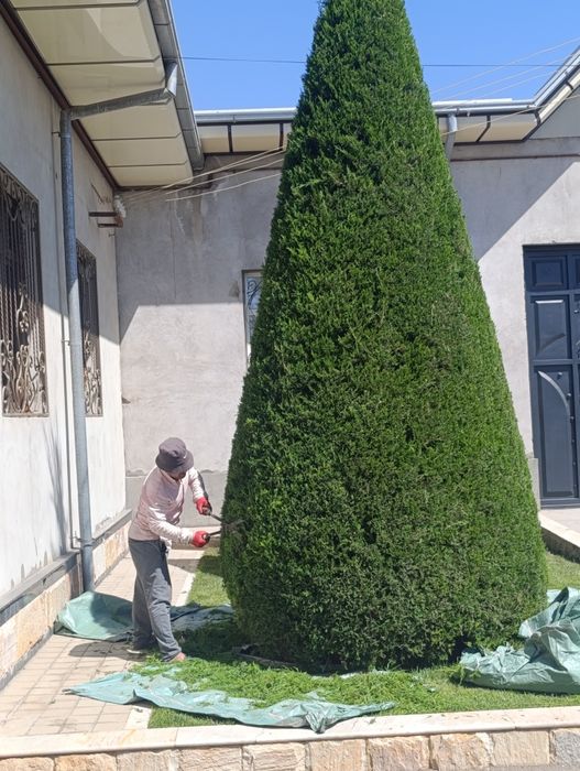 Archa kesish Арча кесиш Арча дорилаш хизмати