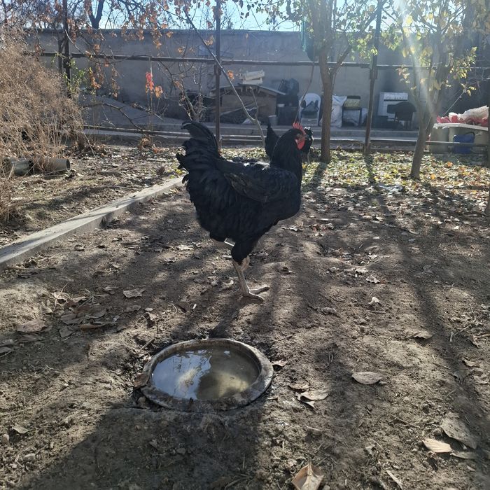 Qora shaxzoda xo'rozlari 6oylik...sotaman yoki almashaman