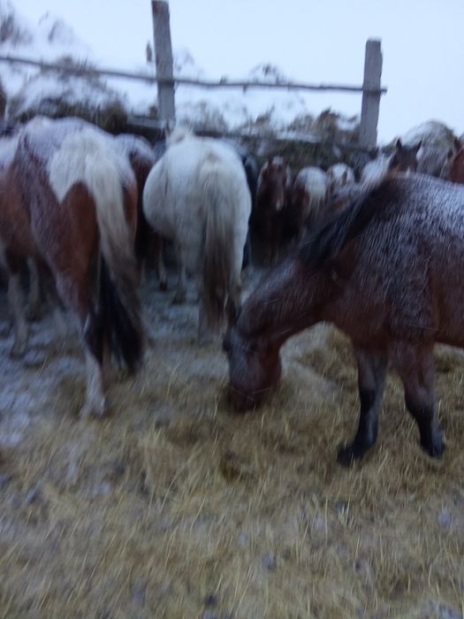 Продам кобыл с жеребятами