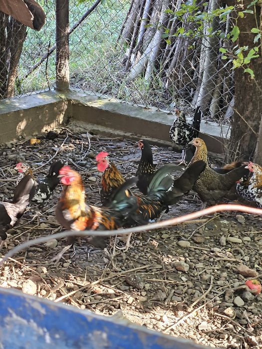 Găini americane schimb