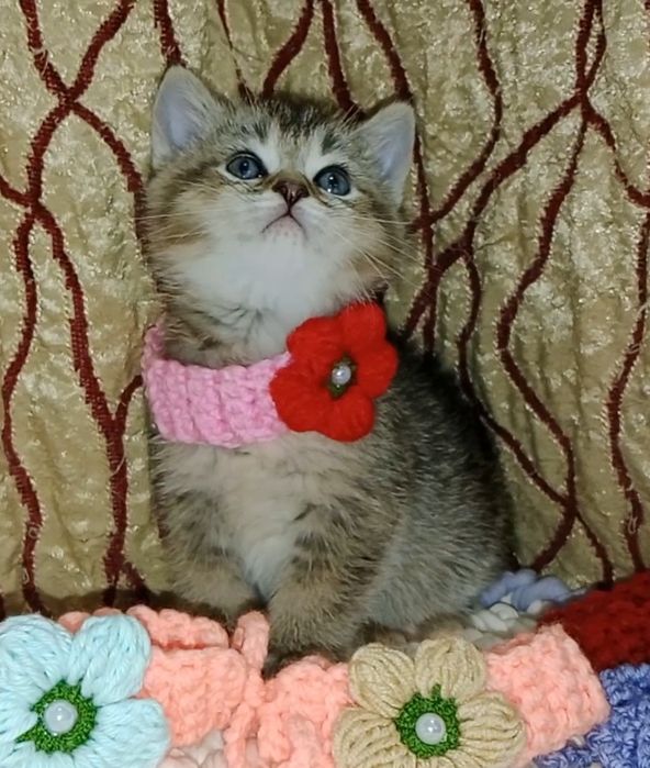 Золотая Шиншила девочка