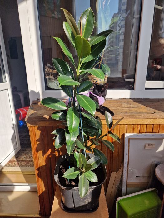 Фикус!    3 года высота 80см