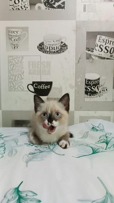 Отдам котят в добрые руки
