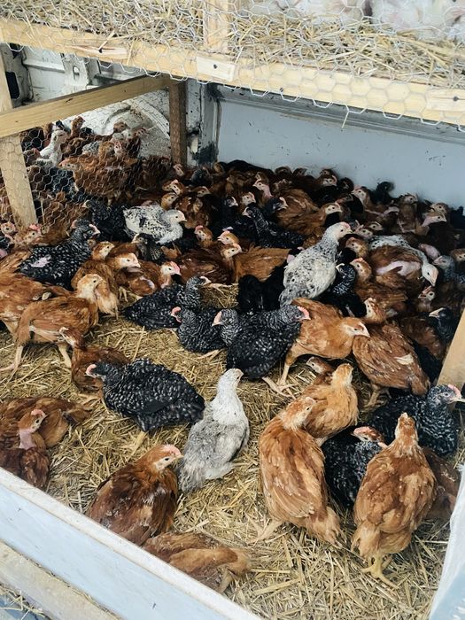 Pui de rasa mixta si de carne