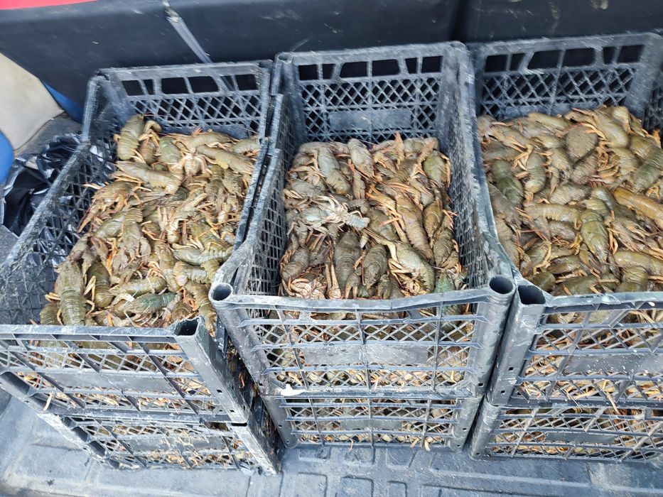 Раки с чистых водоемов